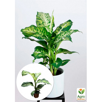 Діффенбахія (Dieffenbachia) Mars висота 40-60см