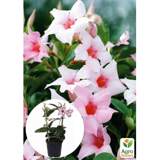 Дипладенія (Mandevilla) Soft Cream Pink (квітуча ліана)