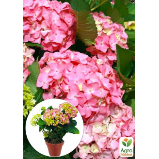 LMTD Гортензія крупнолиста квітуча 2-річна Early Pink (20-30см)