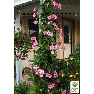 Дипладенія (Mandevilla) Early Pink (квітуча ліана)
