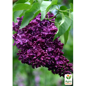 Сирень тёмно-фиолетовая Night (Syringa vulgaris Night)