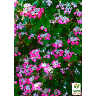 Гортензія пильчаста Kurenai (Hydrangea serrata Kurenai)