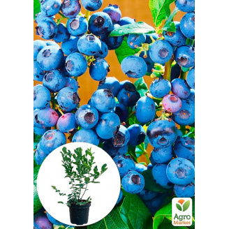 Лохина (чорниця садова) 2 роки Блу Ріббон (Blue Ribbon) С2 висота 50-60см