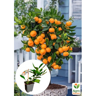 LMTD Каламондін Citrofortunella microcarpa (саджанець 2 роки) висота 20-30см