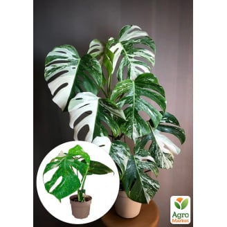 Монстера Deliciosa variegatum Alba 30-40см