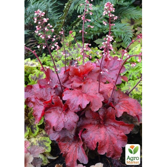 Гейхера (Heuchera) Autumn Leaves С1 (высота 15-30см)