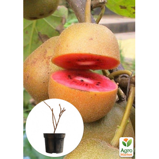 Ківі Zespri Red 2х річний саджанець (екзотичний, червоном'ясий фрукт, з цитрусовими нотками)