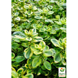 Чебрець Mystic Lemon (ґрунтопокривний, лікарський, широко застосовується в кулінарії)