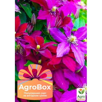 Ексклюзив! AGROBOX із саджанцем чарівного клематису