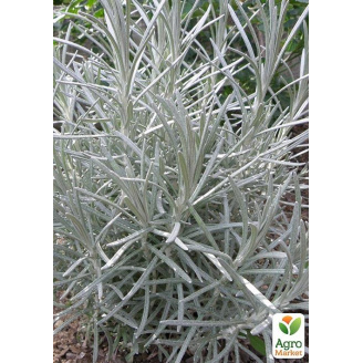 Міні-карі (Helichrysum italicum Aladin)