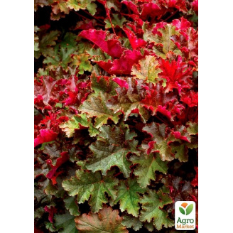 Гейхера (Heuchera) Chocolate Ruffles С1 (высота 15-30см)