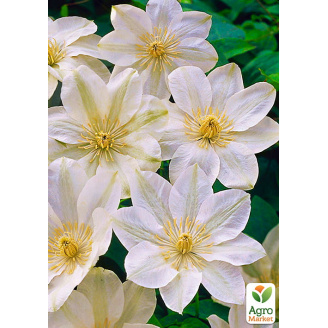Клематис Guernsey cream (повторноквітучий сорт)