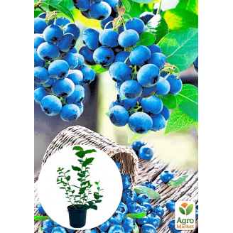 Лохина (чорниця садова) 2 роки Сієрра (Sierra) С2 висота 50-60см