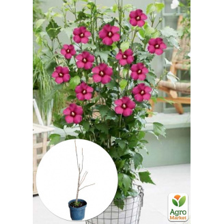 Гибискус сирийский 2-х летний Flower Tower Ruby С1,5 высота 30-40 см