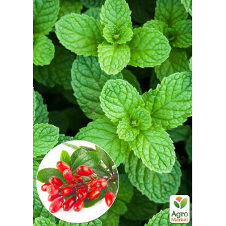 М'ята Барбарисова Якима (Mentha spicata Yakima)