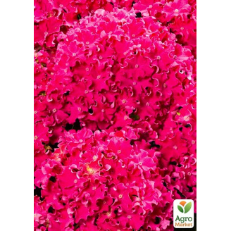 Гортензия крупнолистная курчавая Curly Sparkle Hot Pink