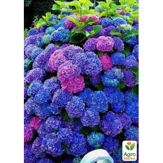Эксклюзив! Гортензия крупнолистная розово-голубая Красочная ночь (Colorful night) (морозостойкий сорт)