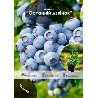 Эксклюзив! Голубика (черника садовая) Last Call (Последний звонок) (поздний срок созревания)