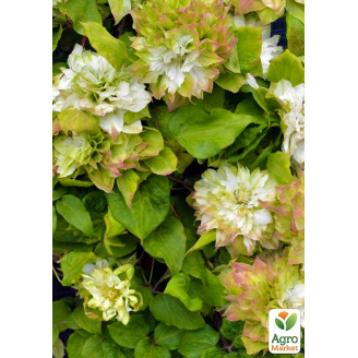 Эксклюзив! Клематис с зеленым оттенком Верде (Verde) (махровый сорт)