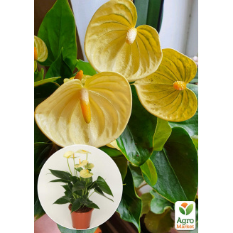 Антуріум (Anthurium) Vanilla