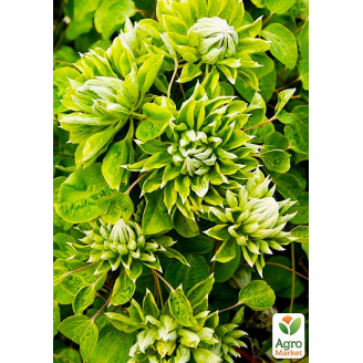 Клематис Green Passion (повторноцветущий сорт)