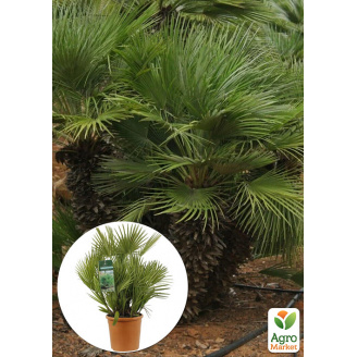 LMTD Хамеропс Chamaerops Humilis пальма карликова Нідерланди (висота 40-70см)
