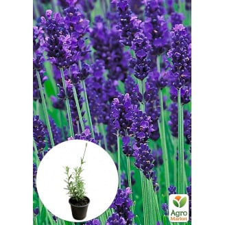 Лаванда Гибридная Sentivia Early Blue (контейнер № 10, высота 10-15 см)