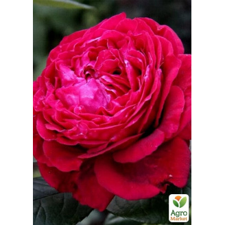 Роза флорибунда 4 ветров(Rose des 4 Vents) (саженец класса АА+) высший сорт