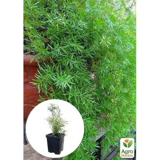 Аспарагус (Asparagus Densiflorus)