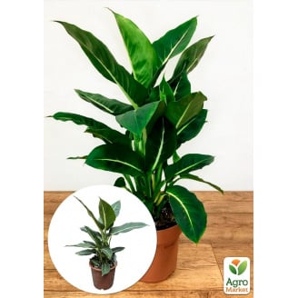 Діффенбахія (Dieffenbachia) Green Magic висота 40-60см