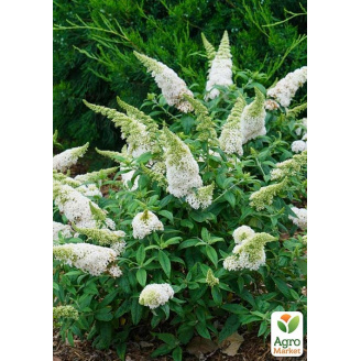 Будлея Давида White Profusion