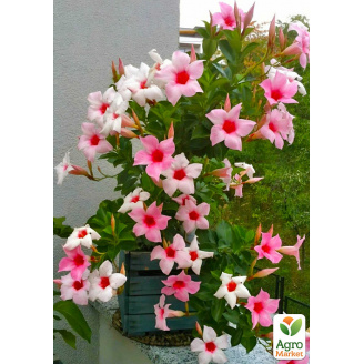 Дипладенія (Mandevilla) Rio Cream (квітуча ліана)
