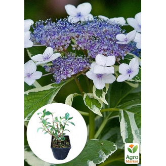 Гортензія великолистна 3-річна Mariesii Variegata