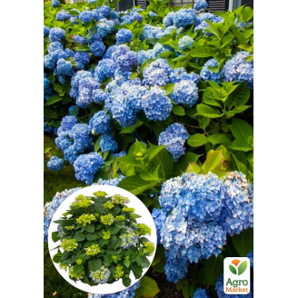 LMTD Гортензія великолистна квітуча 5-річна Early Blue (80-90см)