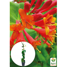LMTD Жимолость декоративная лиана Dropmore Scarlet высота 50-60см