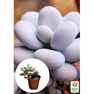 Сукулент Пахіфітум Pachyphytum Oviferum