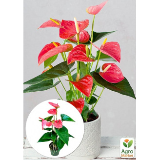 Антуріум (Anthurium) Shell Coral висота 20-30см