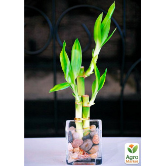 Бамбук комнатный Lucky Bamboo (высота 10-20см)