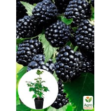 Ежевика Black Magic 2х-летняя укорененная в контейнере