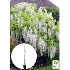 LMTD Вистерия (глициния) Sinensis Alba 5-и летняя (высота 120-170см)
