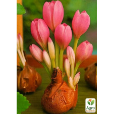 Колхикум Cilicicum purpureum 1шт в упаковке