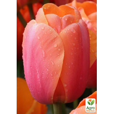 Тюльпан Apricot Impression
