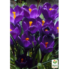 Крокус крупноцветковый Flower Record (размер 7/8 , крупный)