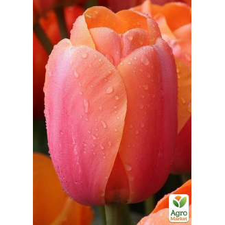 Тюльпан Apricot Impression