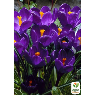 Крокус великоквітковий Flower Record (розмір 7/8, великий)