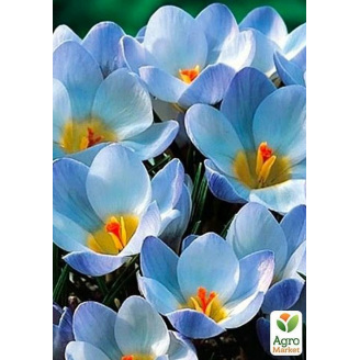 Крокус ботанічний Blue Pearl (розмір 5/7, середній)