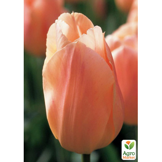 Тюльпан Apricot Beauty