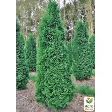 Туя західна Pyramidalis Compacta горщик P9
