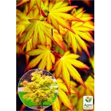 Клен японский пальмолистный Катсура (Acer pal. Katsura) контейнер Р9
