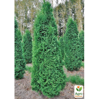 Туя западная Pyramidalis Compacta горшок P9